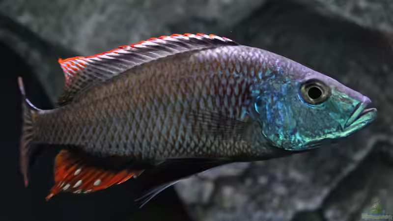 Dimidochromis Strigatus von Lemans (10)