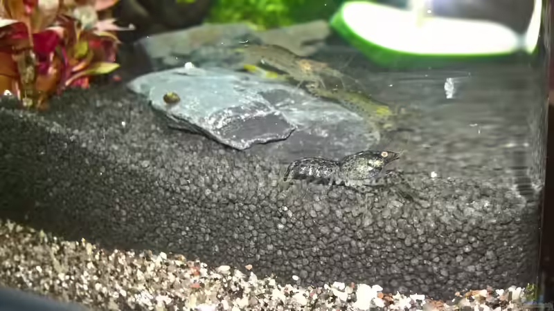 Dimininutus mit Amanos von echo (12)