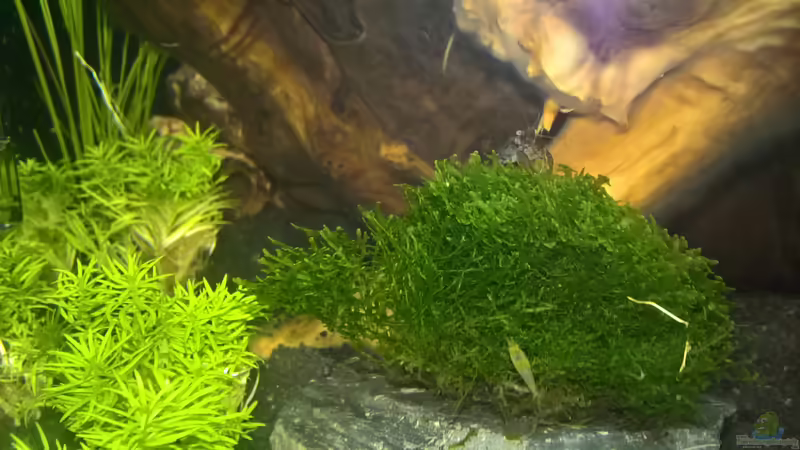 Dimininutus mit Sakura von echo (16)