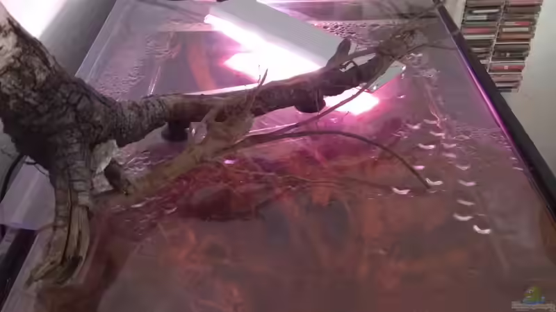 Chihiros Aquarium LED Beleuchtung (Einrichtungsbeispiele für Chihiros)