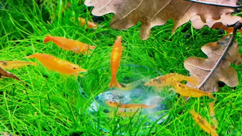 Dinnertreffen von alper_aquascape (6)