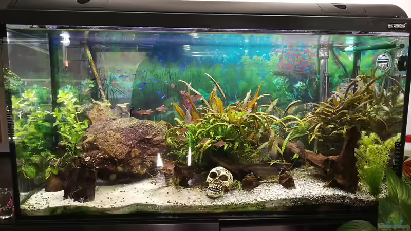 direkt nach ??bernahme vom Opa von Padrona (3)