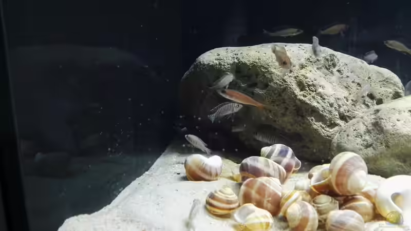 Direkt nach dem Einsetzen von Tom (5)