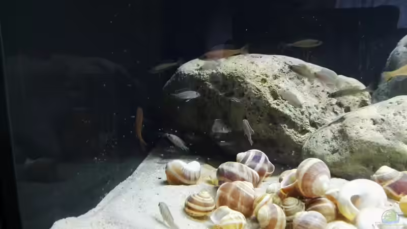 Direkt nach dem Einsetzen von Tom (6)