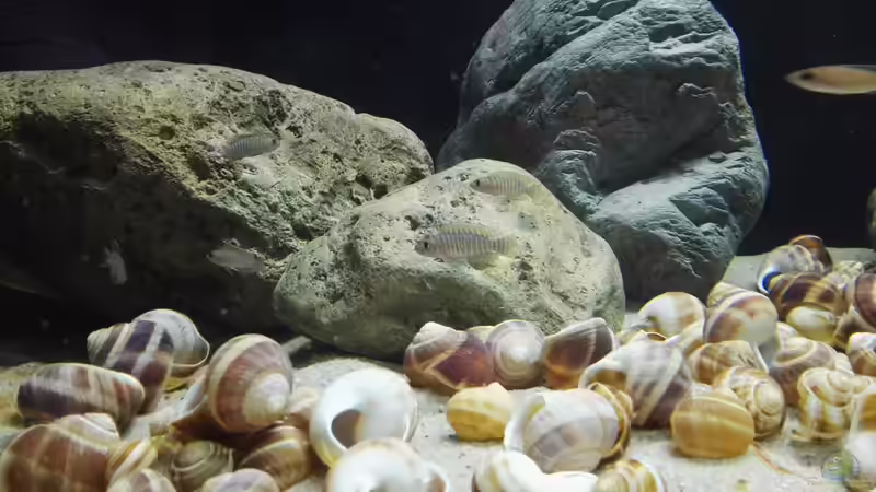 Direkt nach dem Einsetzen von Tom (8)