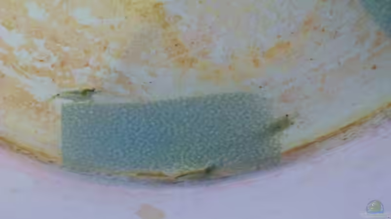 direkt nach der Ankunft von MiCa (13)