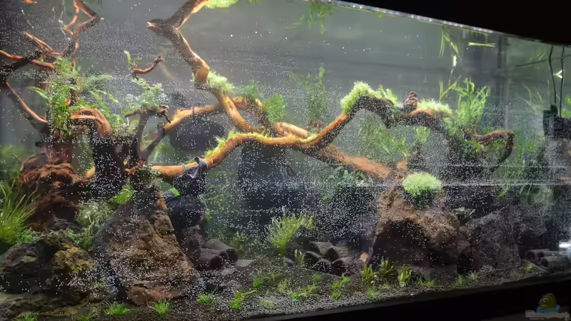 direkt nach der Erstbefüllung von Gallius (2)