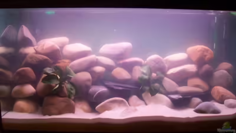 direkt nach der neueinrichtung von Michael Schillerwein (6)