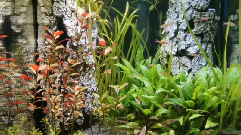 Direkt nach der wöchentlichen Pflege von avronaut (3)