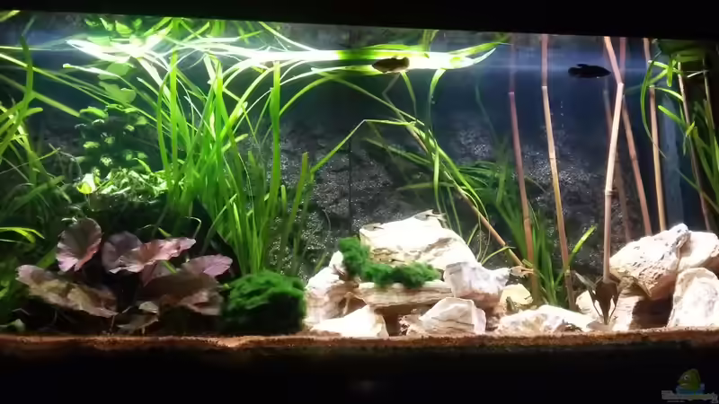 Direkt nach Umbau am 01.05.2016 von Mark H. (3)