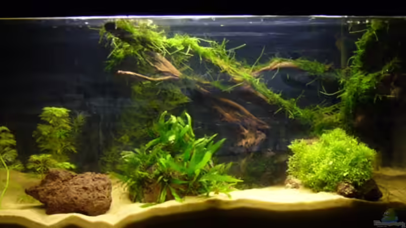 Direkt nachdem das Javamoos auf die Wurzel aufgebunden wurde! von Tim (2)