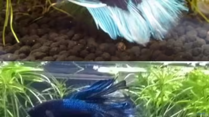 Direkter Vergleich, ein und derselbe Fisch, oben wie wir ihn gekauft haben - unten von Stephy (20)