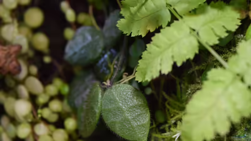 Dischidia hirsuta von Junglist (41)