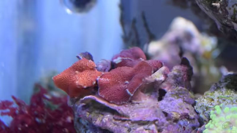 Discosoma - rot von Junglist (39)