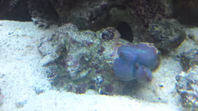 Discosoma - Scheibenanemone von ~Sascha~ (9)