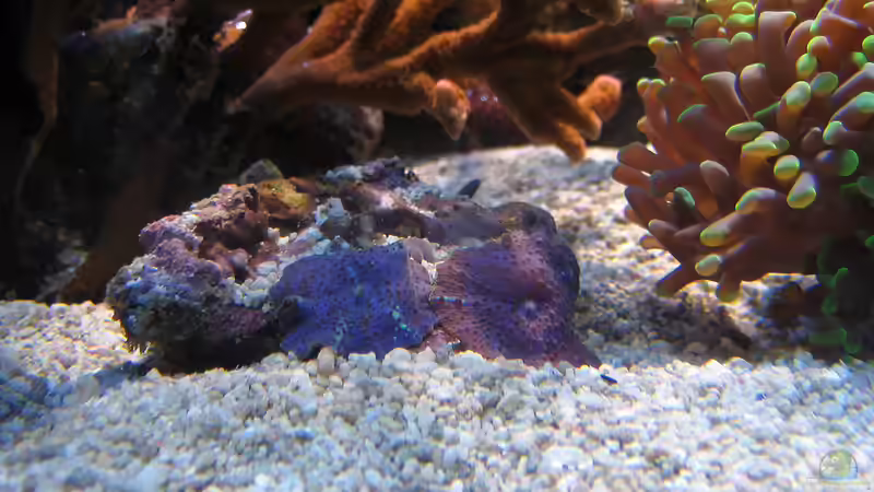 Discosoma - Scheibenanemonen von MartinS (20)