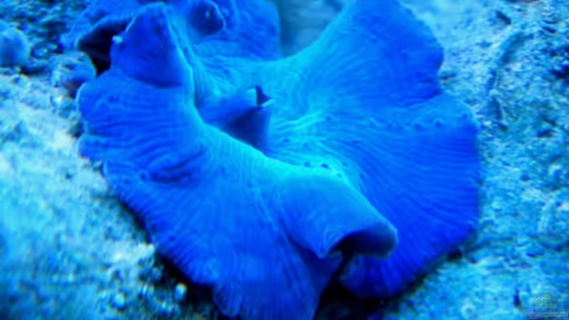 Discosoma azul von Malawigo (16)