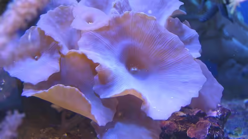 Discosoma blau von bernie-124 (16)