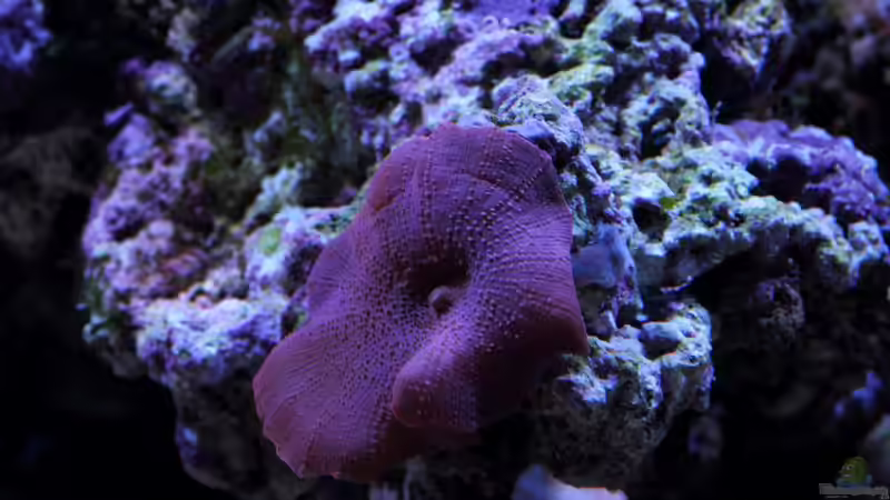 discosoma sp. ??? Scheibenanemone von Micha (20)