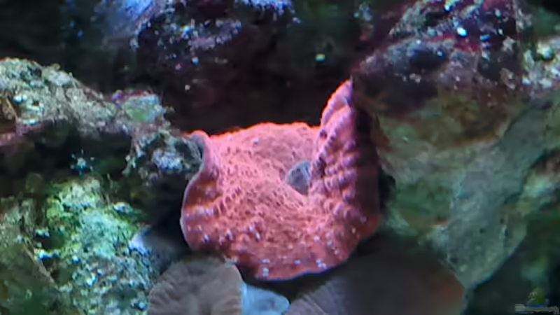 Discosoma sp. 21 - Scheibenanemone 6.04.12 von Dirk Schäfer (23)