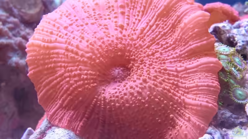 Discosoma sp. 33 von WittaMine (38)