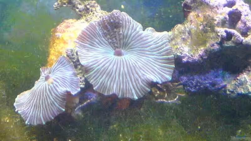 Discosoma sp. gestreift || Scheibenanemone von Jens Walsleben (5)