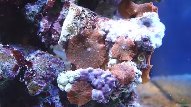 Discosoma sp. von bernie-124 (7)