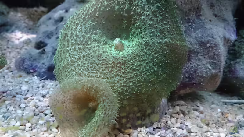 Discosoma sp von Manni1884 (5)