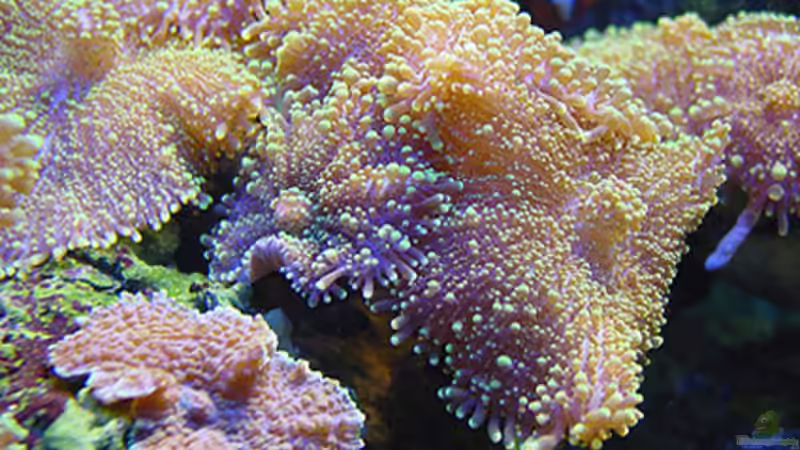 Discosoma spec. von becki2 (30)