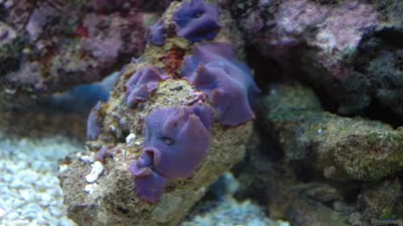 Discosoma von Christian Fenzel (5)