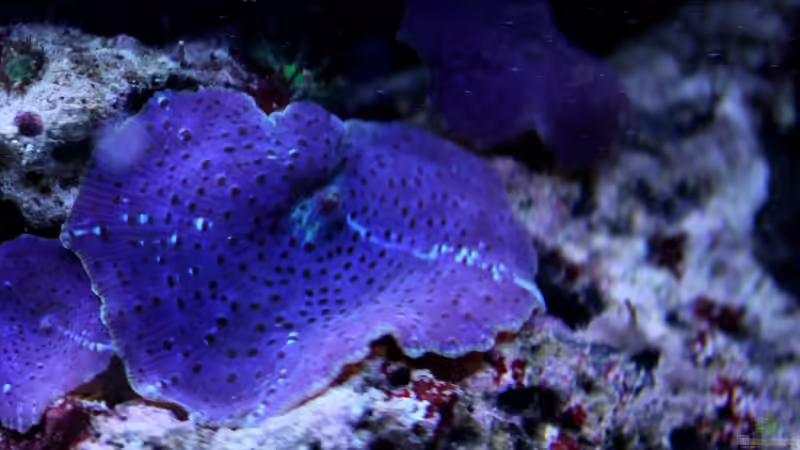 Discosoma von die Perle... (18)