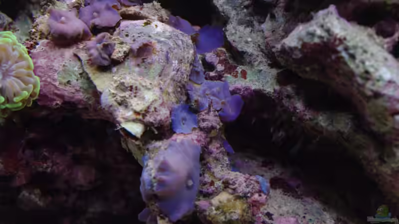 Discosoma von Dominik N. (26)