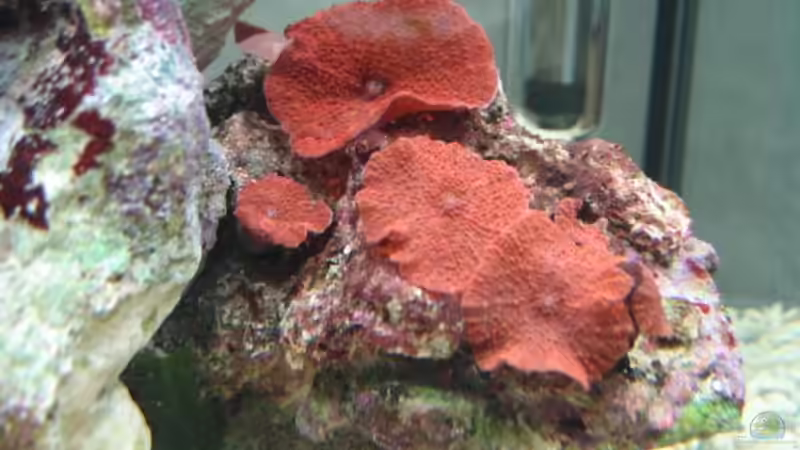 Discosoma von water13 (5)