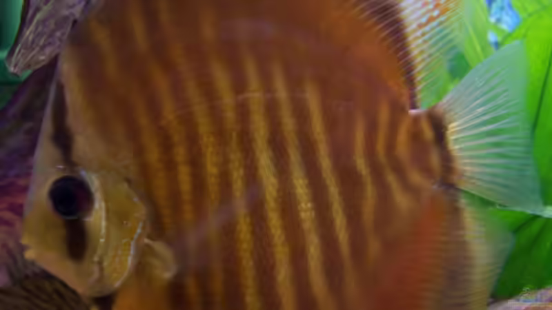 Discus Braun-Snake Skin Weibchen von Stefan Arenth (20)