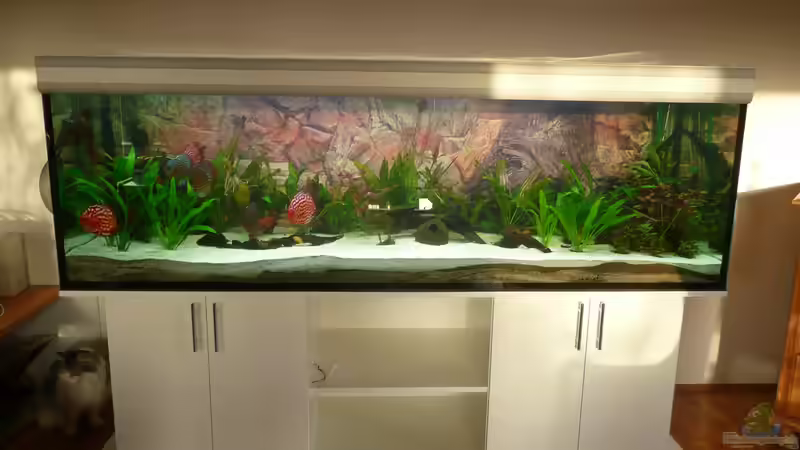 Discus Paradies von Hydropneumat (1)