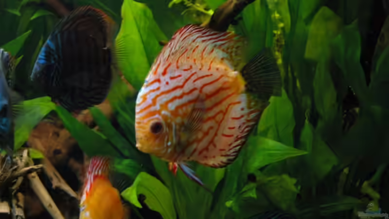 Discus Pigeon Blood Blau von Stephan Hansmann (14)