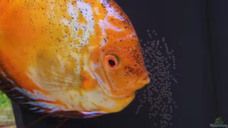 Discusmann bei Brutpflege von Stefan Arenth (21)