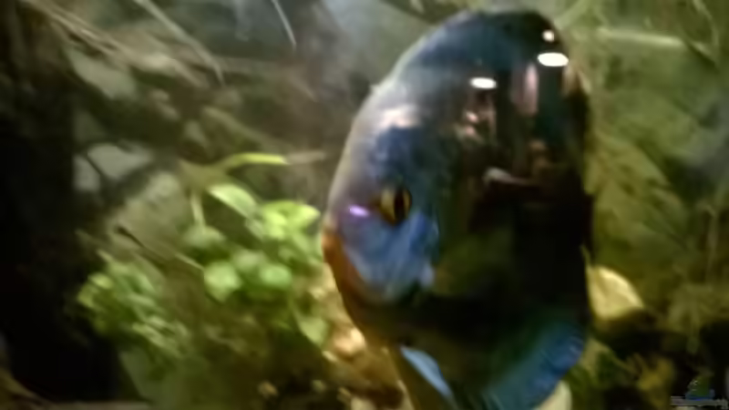 Disk von Lars Ascher (69)