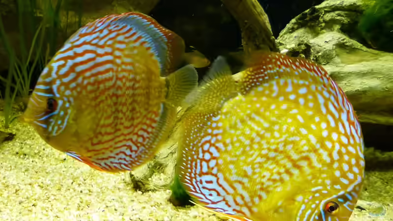 Disken 24.03.14 von ~Marco~ (82)