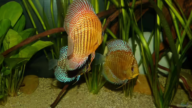 Disken am 20.08.15 von ~Marco~ (62)