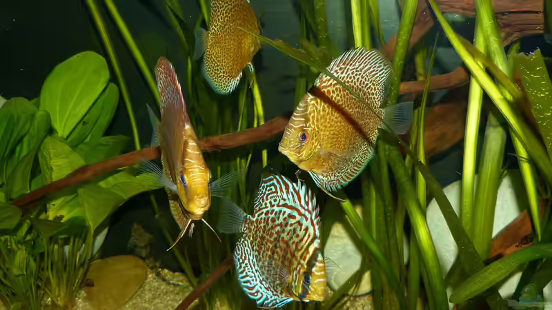 Disken am 20.08.15 von ~Marco~ (63)