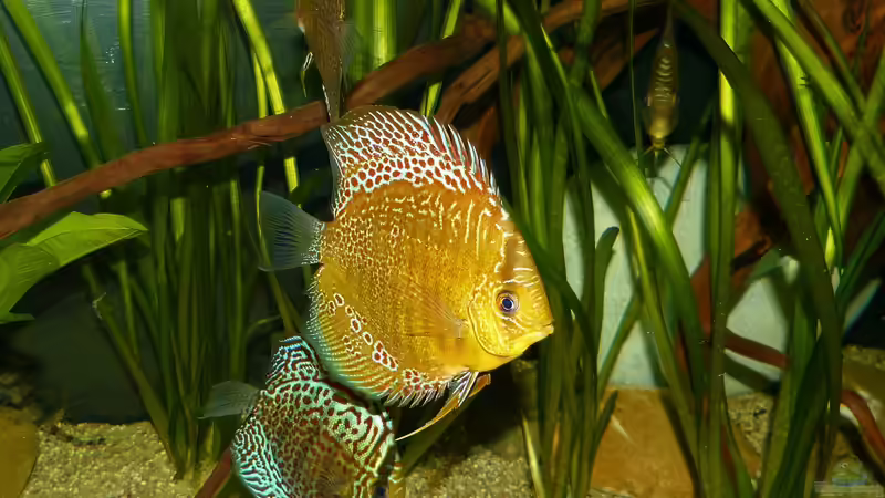 Disken am 20.08.15 von ~Marco~ (64)