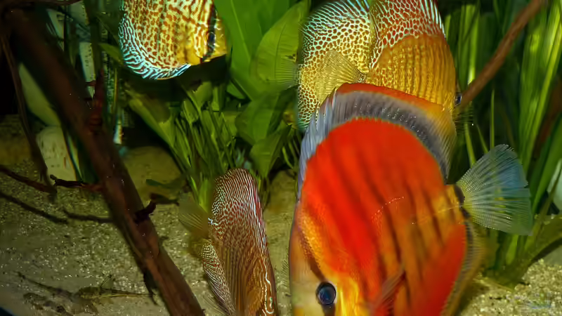 Disken am 22.08.15 von ~Marco~ (60)