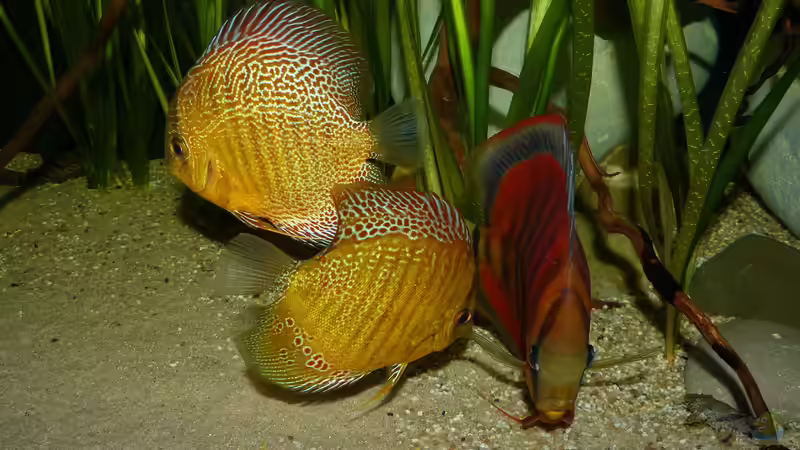 Disken am 22.08.15 von ~Marco~ (61)