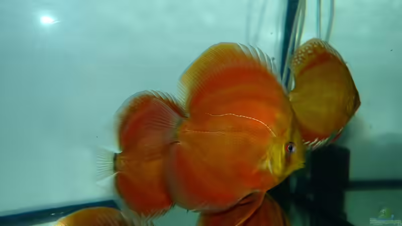 Disken am 25.01.15 von ~Marco~ (27)