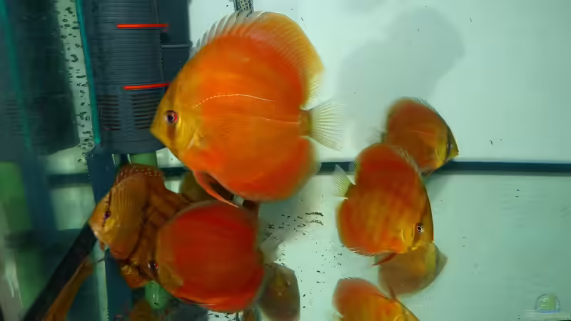 Disken am 25.01.15 von ~Marco~ (28)