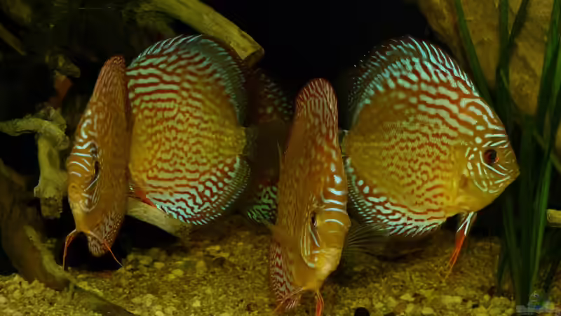 Disken mal mit Blitz 24.03.14 von ~Marco~ (87)