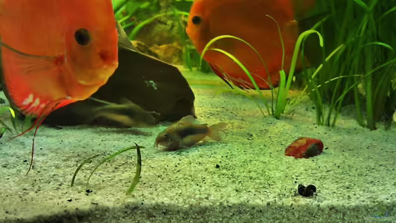 Disken und Panzerwels von LockHeed (21)