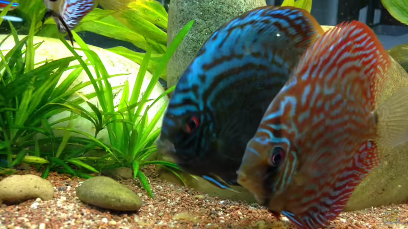 Disken von linlan (36)