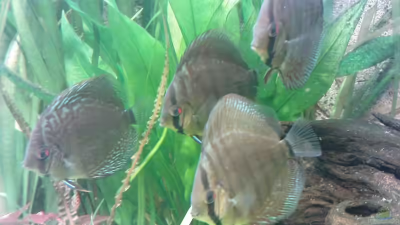 Disketten ein bisschen gewachsen ;) von Till Grote (16)